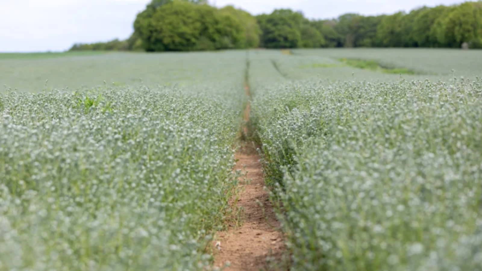 The Regenerative Truth: Why farming could be the key to better health