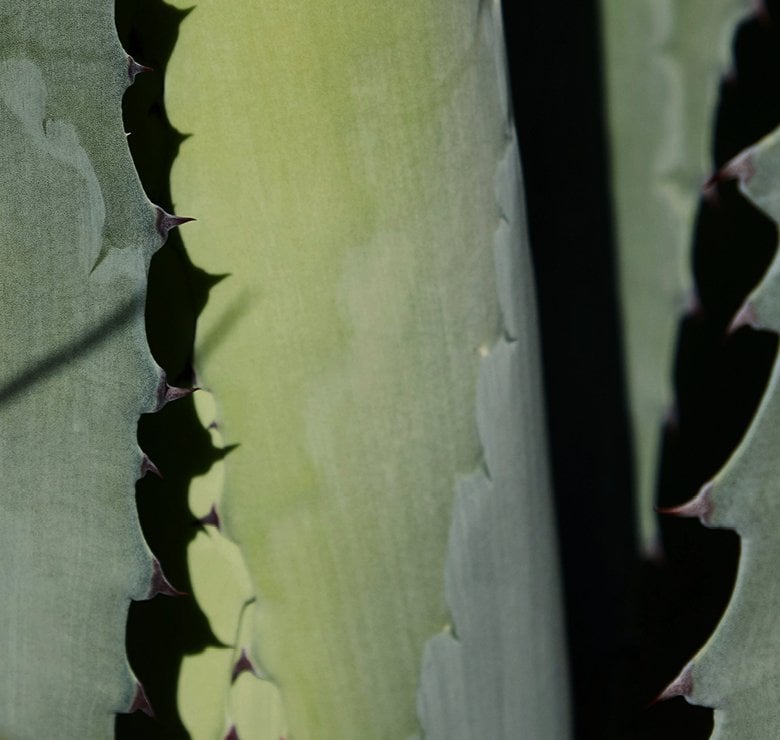 Fushi Organic Aloe Vera Juice