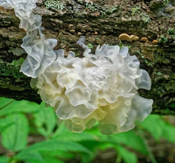 Spotlight on Tremella: Unveiling its therapeutic benefits